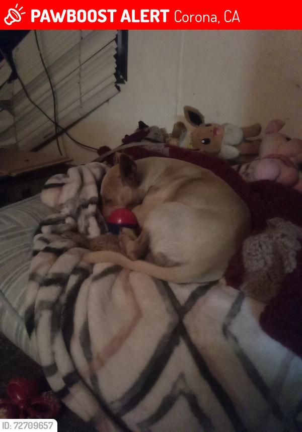 Lost Male Dog last seen Near barker ln, Corona, CA 92879