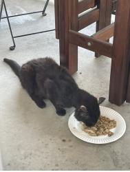 Lost Male Cat last seen Lamberts Point, Norfolk, VA 23508