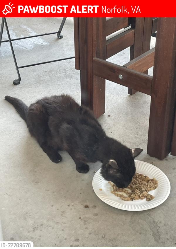 Lost Male Cat last seen Lamberts Point, Norfolk, VA 23508