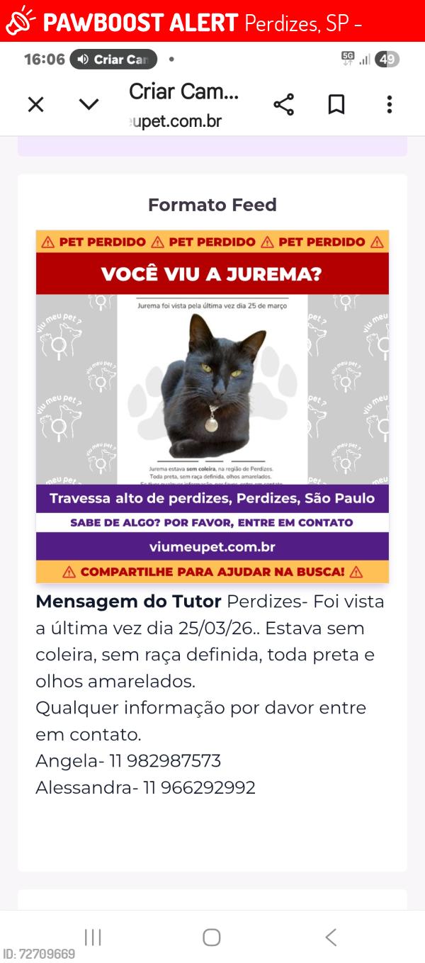 Lost Female Cat last seen Rua monte Alegre, Perdizes, SP 05014-060