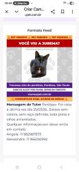 Lost Female Cat last seen Rua monte Alegre, Perdizes, SP 05014-060