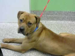 Shelter Stray Male Dog last seen Near BLOCK ST BERNARD WY - 6 DAYS, Murfreesboro, TN 37129