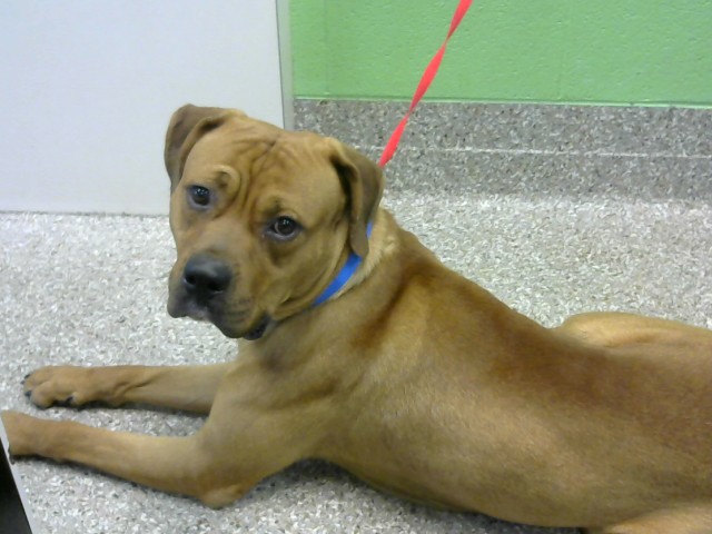 Shelter Stray Male Dog last seen Near BLOCK ST BERNARD WY - 6 DAYS, Murfreesboro, TN 37129