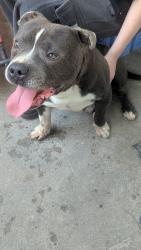 Found/Stray Male Dog last seen Chestnut and Gettysburg , Fresno, CA 93726