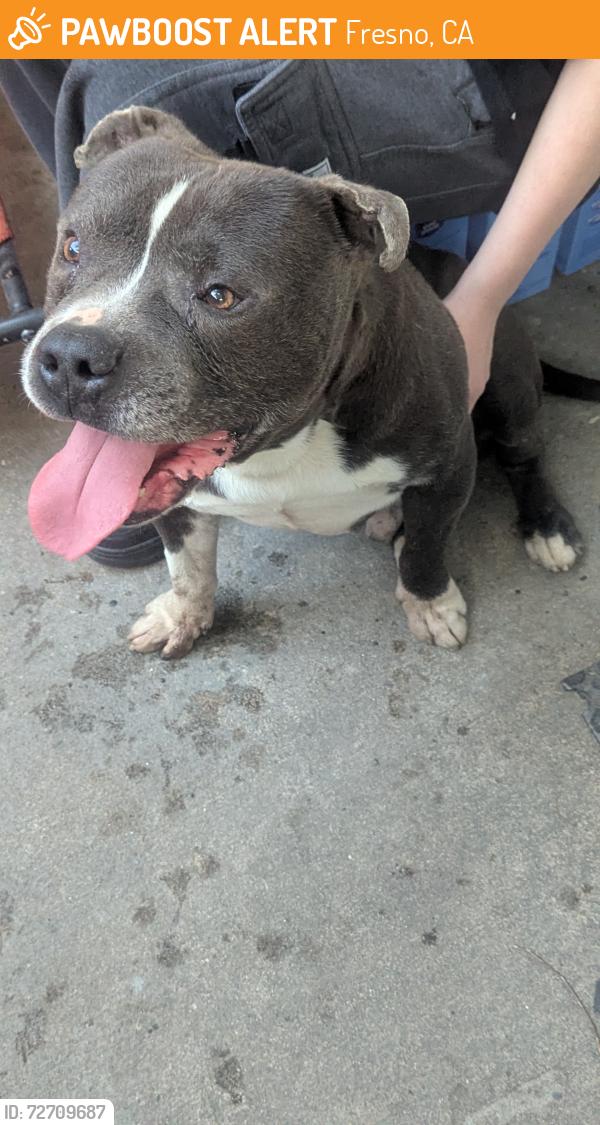 Found/Stray Male Dog last seen Chestnut and Gettysburg , Fresno, CA 93726