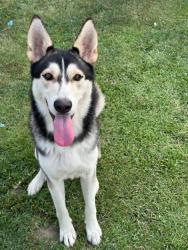 Lost Male Dog last seen Kroger on presidential parkway, Macon, GA 31204
