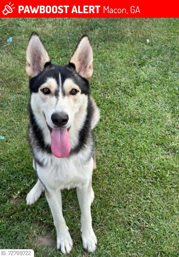 Lost Male Dog last seen Kroger on presidential parkway, Macon, GA 31204