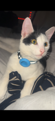 Lost Male Cat last seen BD5, Bradford, England 