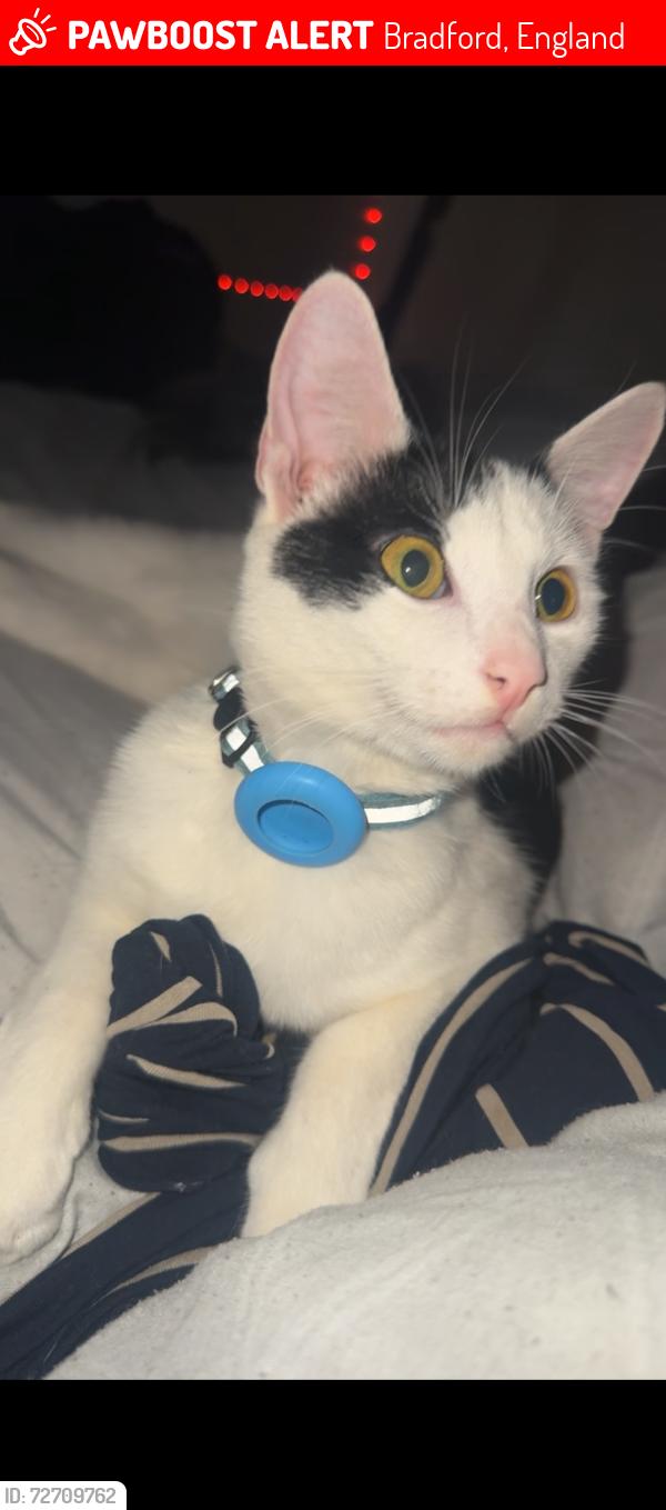 Lost Male Cat last seen BD5, Bradford, England 