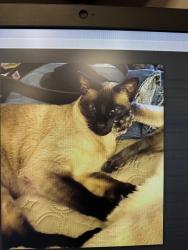 Lost Male Cat last seen Westgate Neighborhood , Toledo, OH 43606