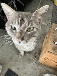 Found/Stray Male Cat last seen Burr Oak Place and Black Gum Court, Chula Vista, CA 91915