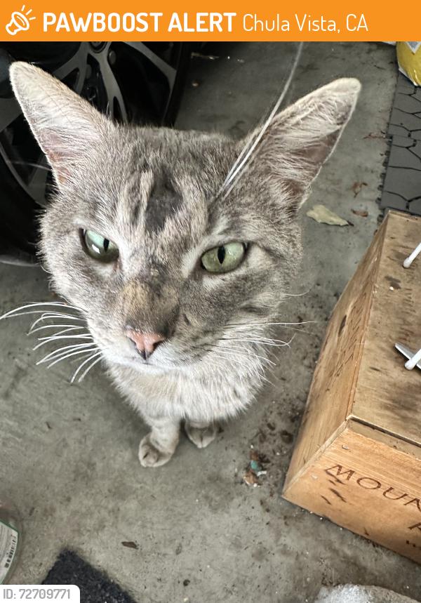 Found/Stray Male Cat last seen Burr Oak Place and Black Gum Court, Chula Vista, CA 91915