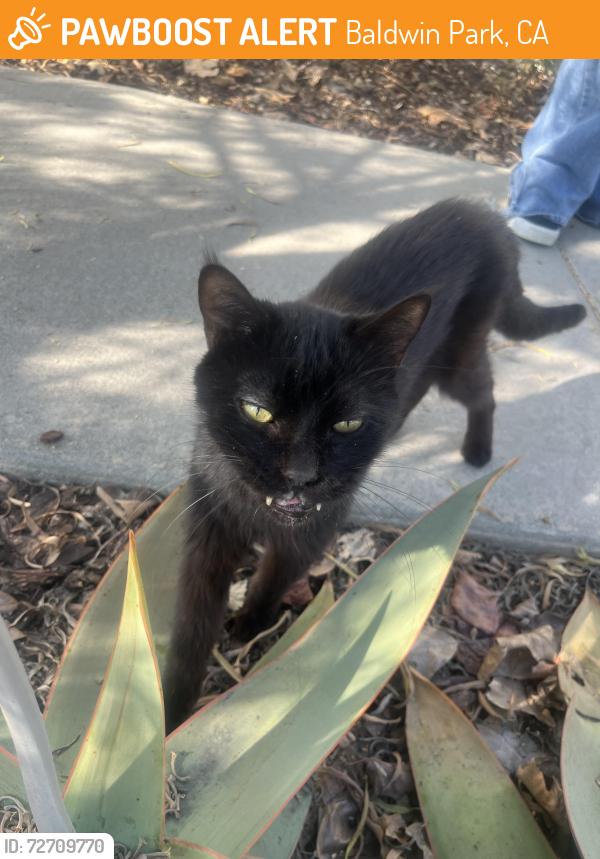Found/Stray Female Cat last seen Morgan Park, Baldwin Park, CA 91706