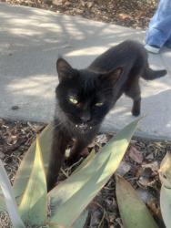 Found/Stray Female Cat last seen Morgan Park, Baldwin Park, CA 91706