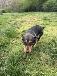 Found/Stray Female Dog last seen Ocoee, Chattanooga, TN 37404