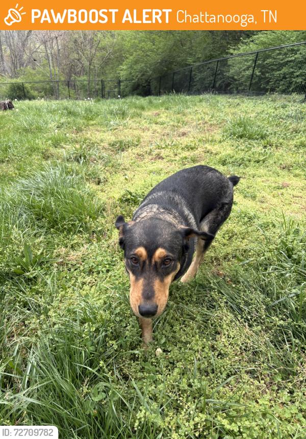 Found/Stray Female Dog last seen Ocoee, Chattanooga, TN 37404