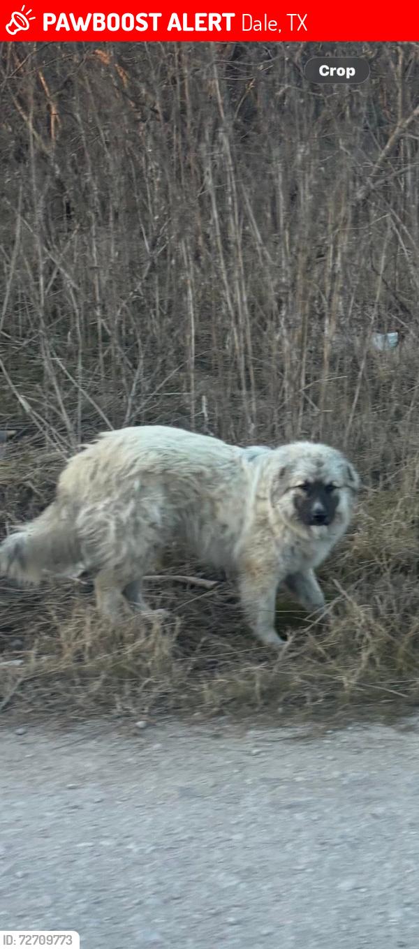 Lost Male Dog last seen Carretera estatal 21 y Caldwell rd, Dale, TX 78616