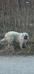 Lost Male Dog last seen Carretera estatal 21 y Caldwell rd, Dale, TX 78616