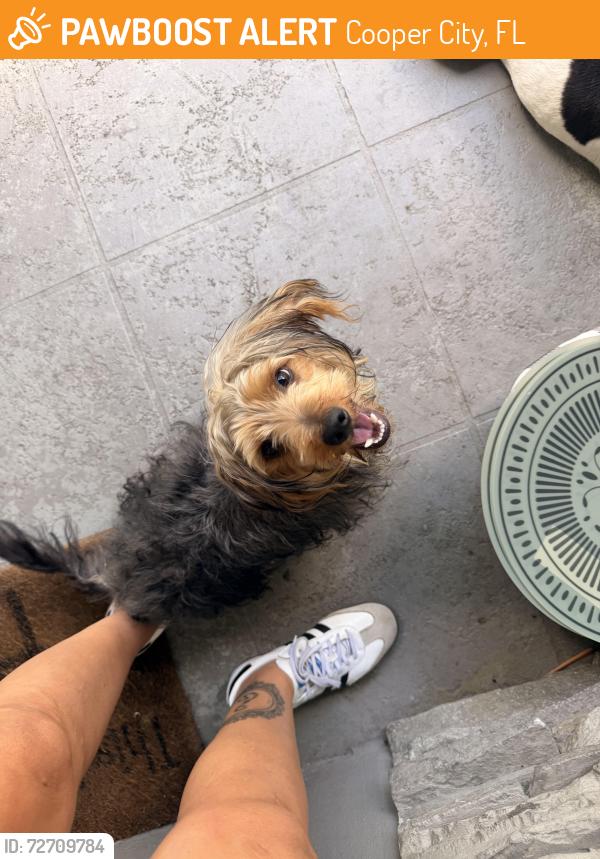 Found/Stray Male Dog last seen Sw 49 place and 106th Ave , Cooper City, FL 33328