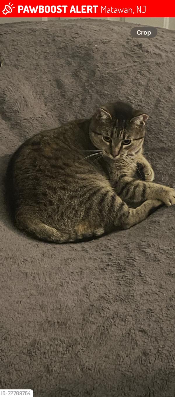 Lost Female Cat last seen Aspen woods townhomes, Matawan, NJ 07747