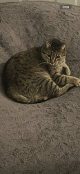 Lost Female Cat last seen Aspen woods townhomes, Matawan, NJ 07747