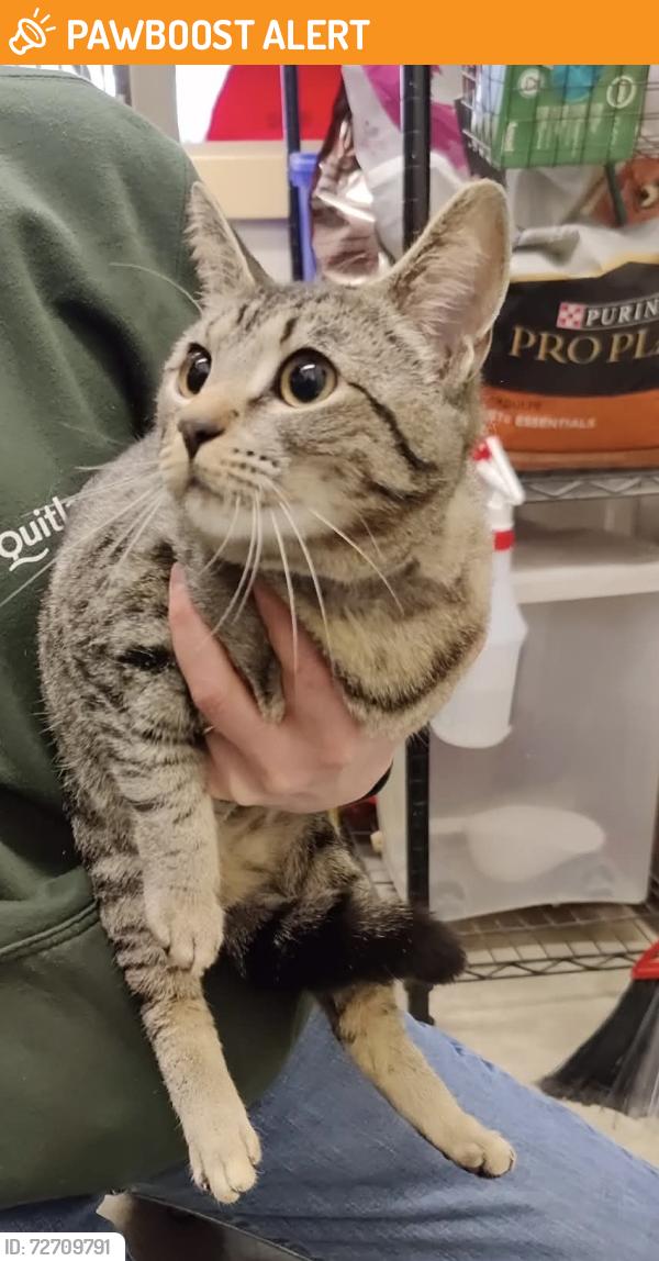 Found/Stray Female Cat last seen Ellis drive, Port Coquitlam, BC V3B