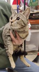 Found/Stray Female Cat last seen Ellis drive, Port Coquitlam, BC V3B