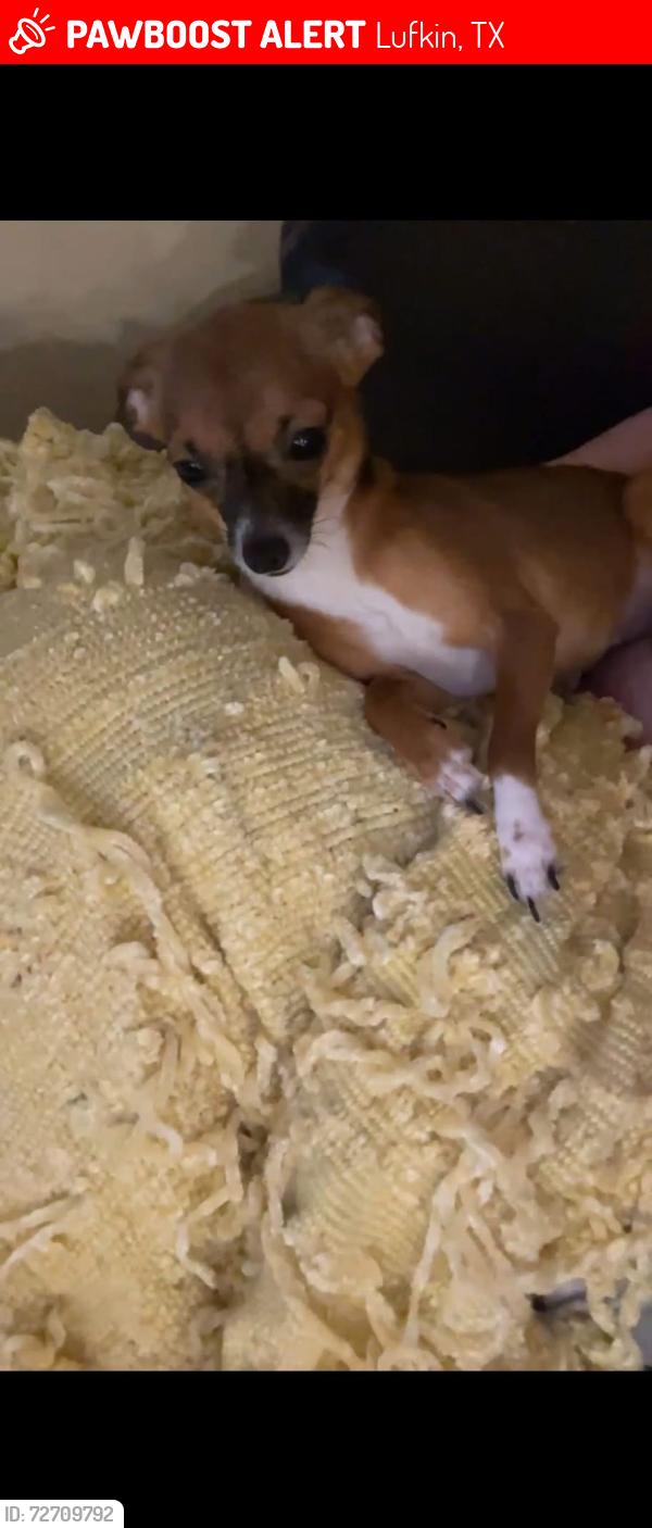 Lost Female Dog last seen Toyota dealership near highway , Lufkin, TX 75901