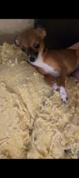 Lost Female Dog last seen Toyota dealership near highway , Lufkin, TX 75901