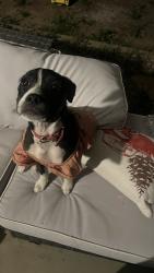 Found/Stray Female Dog last seen 16st & baseline , Phoenix, AZ 85042