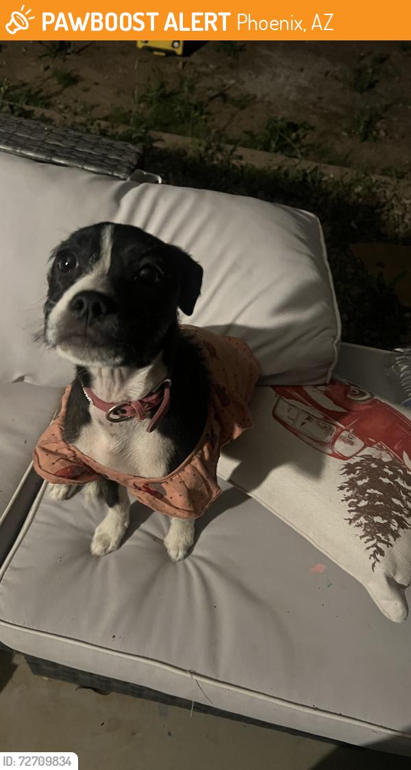 Found/Stray Female Dog last seen 16st & baseline , Phoenix, AZ 85042