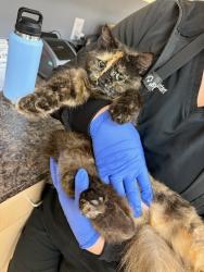 Found/Stray Female Cat last seen Temple Terrace; East Busch Bvld, Temple Terrace, FL 33617
