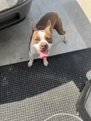 Found/Stray Male Dog last seen First street, Atwater, CA 95301