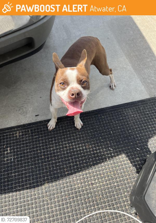 Found/Stray Male Dog last seen First street, Atwater, CA 95301