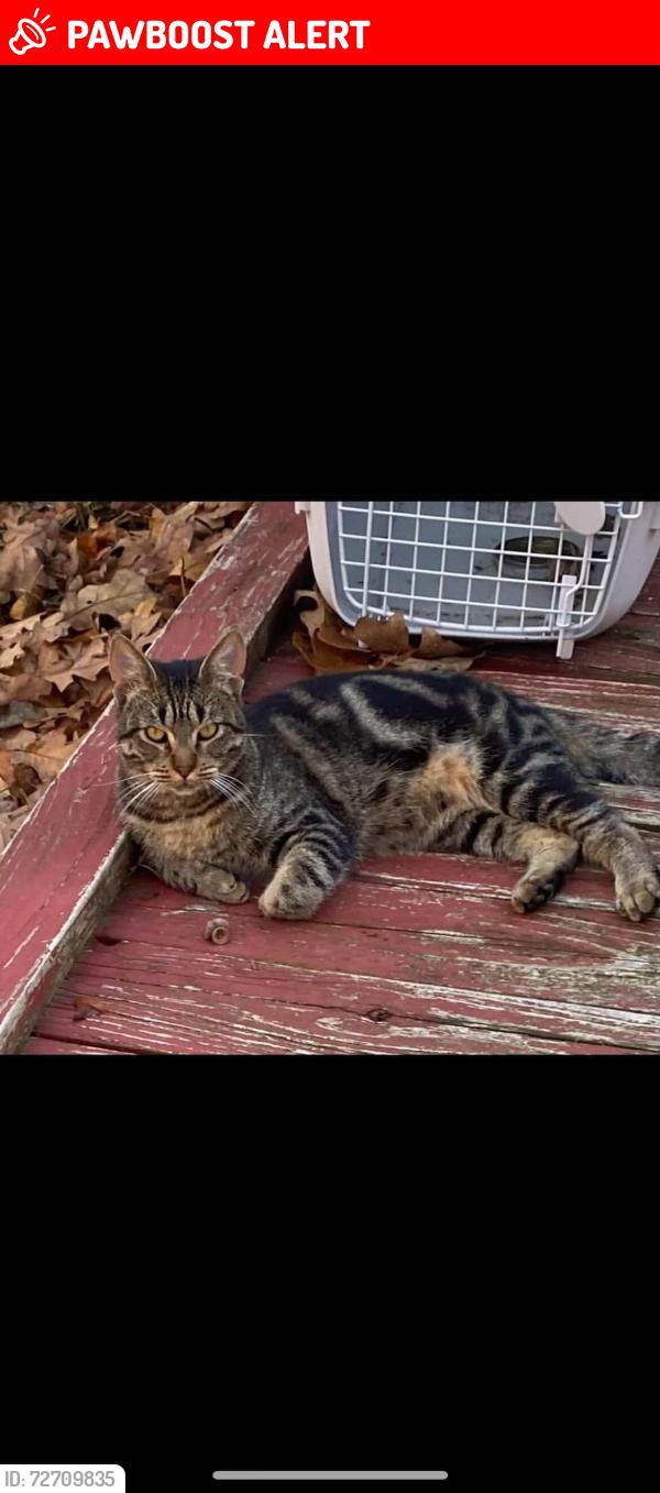 Lost Male Cat last seen North Academy/Gottard, Colorado Springs, CO 80920