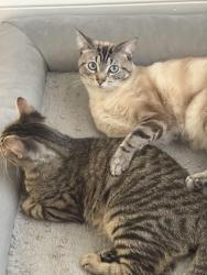 Lost Male Cat last seen Westwood drive & Mary Ann lane, Pleasant Prairie, WI 53158