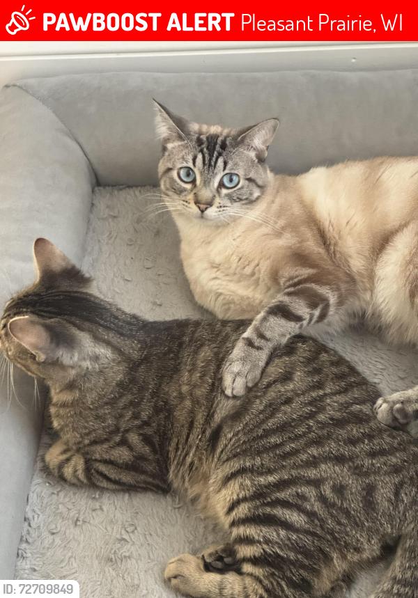Lost Male Cat last seen Westwood drive & Mary Ann lane, Pleasant Prairie, WI 53158