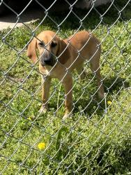 Found/Stray Unknown Dog last seen Claybrook and N Parkway, Memphis, TN 38104