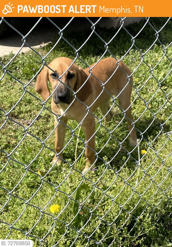 Found/Stray Unknown Dog last seen Claybrook and N Parkway, Memphis, TN 38104