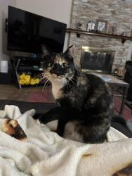 Lost Female Cat last seen Burleson and Truchas  , Albuquerque, NM 87109