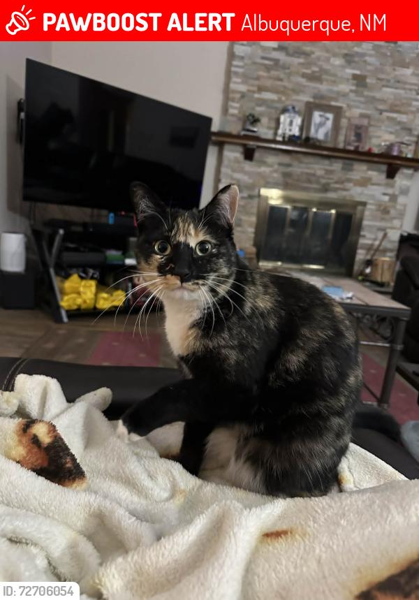 Lost Female Cat last seen Burleson and Truchas  , Albuquerque, NM 87109