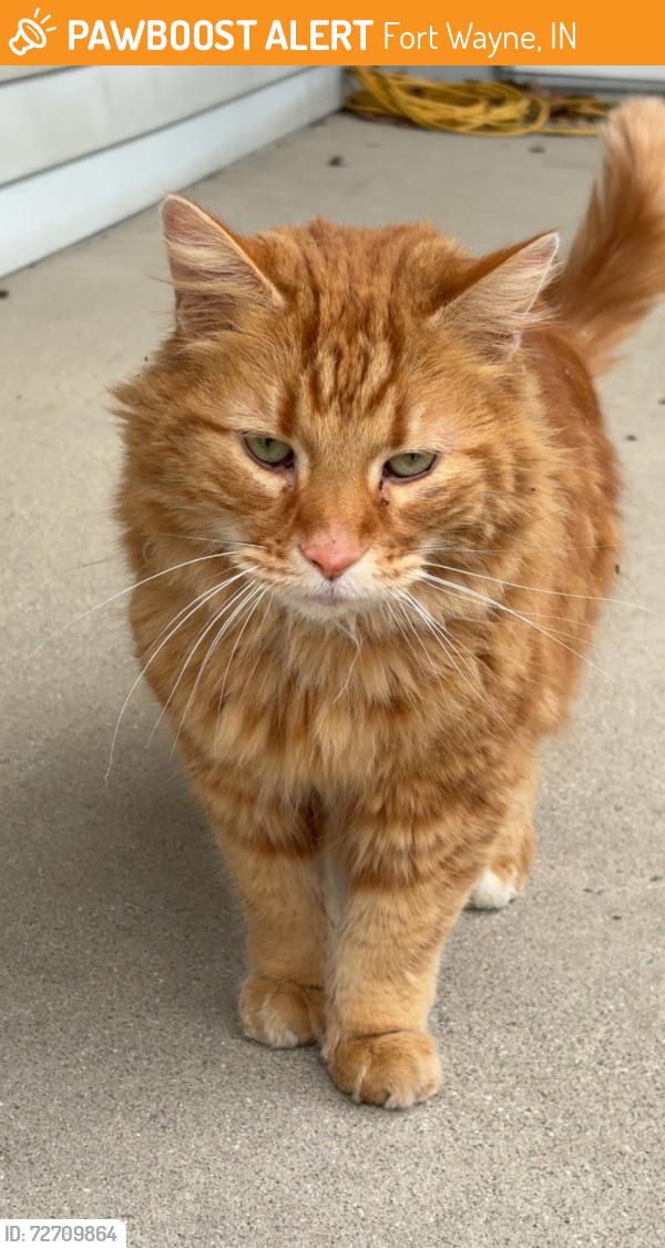 Found/Stray Unknown Cat last seen Norfolk and Eastbrook , Fort Wayne, IN 46805