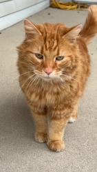Found/Stray Unknown Cat last seen Norfolk and Eastbrook , Fort Wayne, IN 46805
