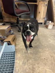 Found/Stray Female Dog last seen Fm 2105, San Angelo, TX 76903