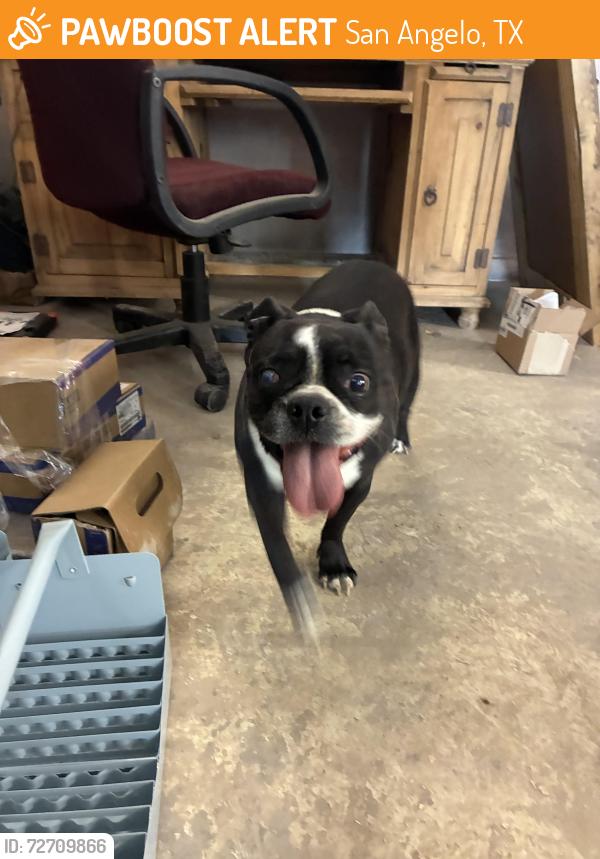 Found/Stray Female Dog last seen Fm 2105, San Angelo, TX 76903