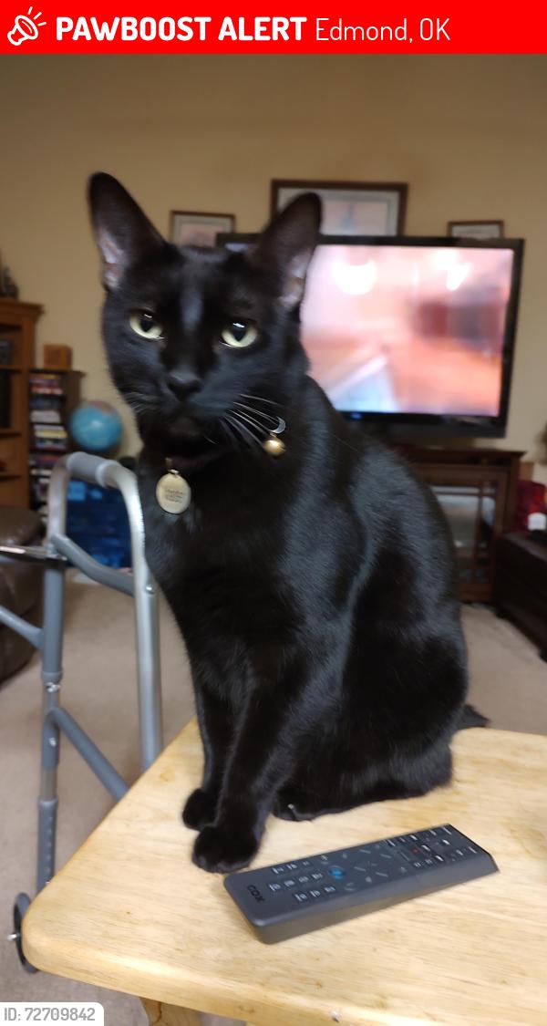 Lost Male Cat last seen Richmond Rd, Edmond, OK, Edmond, OK 73034