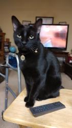 Lost Male Cat last seen Richmond Rd, Edmond, OK, Edmond, OK 73034