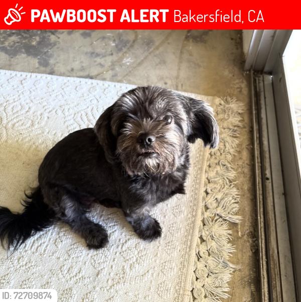 Lost Female Dog last seen Hagmen and Cofee, Bakersfield, CA 93312