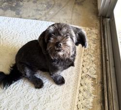 Lost Female Dog last seen Hagmen and Cofee, Bakersfield, CA 93312
