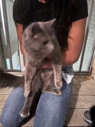 Lost Male Cat last seen Lake Parsons , Brandon, FL 33511